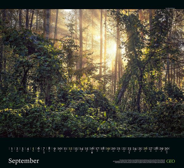 Produktbild: GEO Kalender: Sehnsucht Wald 2027