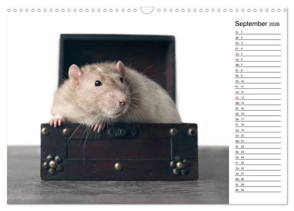 Produktbild: Ratten. Kleine Nager, gro&szlig;es Herz. (Wandkalender 2026 DIN A3 quer), CALVENDO Monatskalender