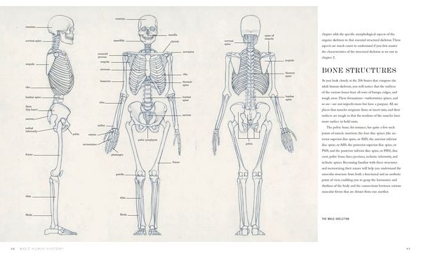 Produktbild: Basic Human Anatomy