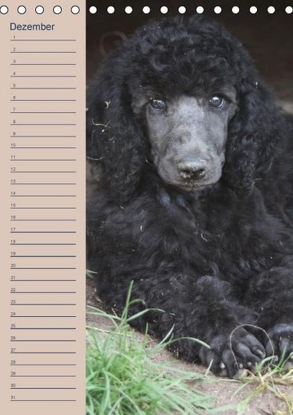 Produktbild: Pudel / Geburtstagskalender (Tischkalender immerw&auml;hrend DIN A5 hoch)