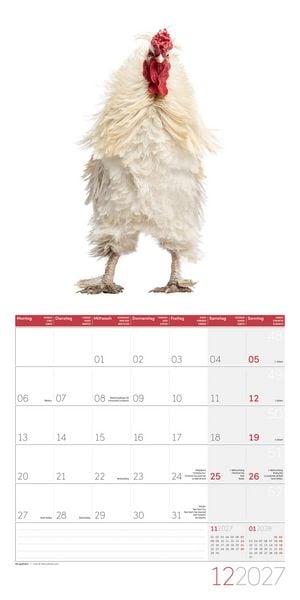 Produktbild: Verr&uuml;ckte H&uuml;hner Kalender 2027 - 30x30 - Art12
