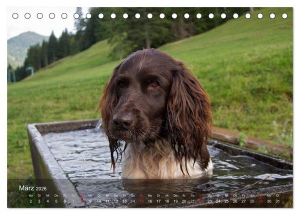 Produktbild: Kleiner M&uuml;nsterl&auml;nder Vorstehhund (Tischkalender 2026 DIN A5 quer), CALVENDO Monatskalender