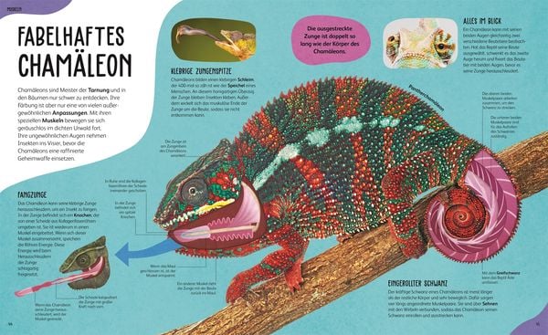 Produktbild: Anatomie der Tiere