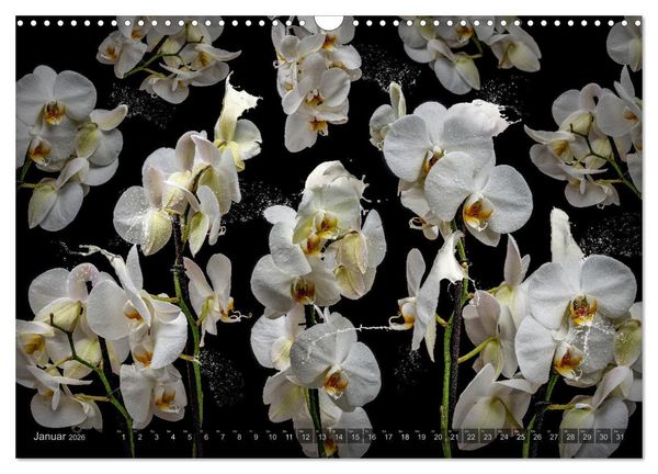 Produktbild: Orchidea (Wandkalender 2026 DIN A3 quer), CALVENDO Monatskalender