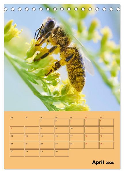 Produktbild: Die Biene und die Farbe gelb (Tischkalender 2026 DIN A5 hoch), CALVENDO Monatskalender