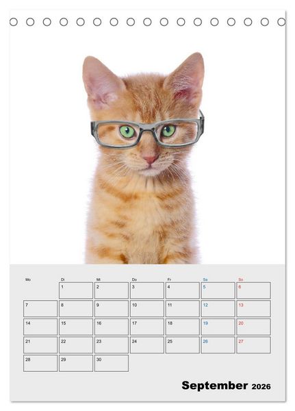 Produktbild: Crazy Catz. (Tischkalender 2026 DIN A5 hoch), CALVENDO Monatskalender