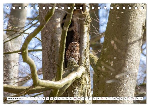 Produktbild: Wildtiere im M&uuml;ritz-Nationalpark (Tischkalender 2027 DIN A5 quer), CALVENDO Monatskalender
