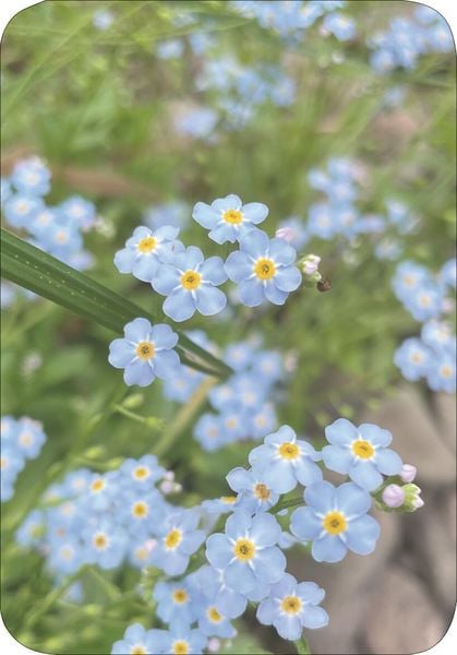 Produktbild: Wiesengl&uuml;ck