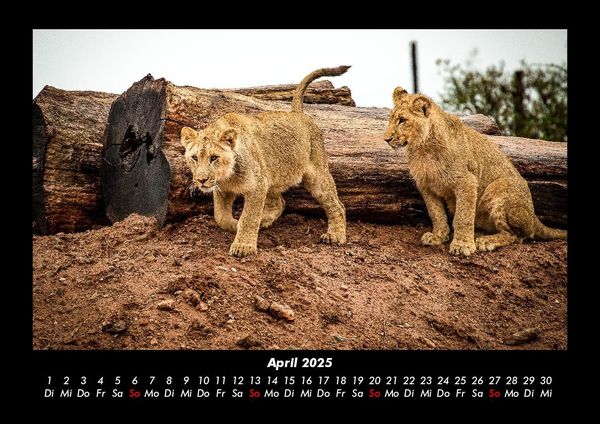 Produktbild: L&ouml;wen in der Wildnis 2025 Fotokalender DIN A3