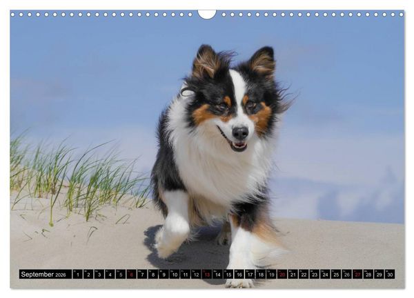Produktbild: Australian Shepherd - Lebensfreude auf vier Pfoten (Wandkalender 2026 DIN A3 quer), CALVENDO Monatskalender