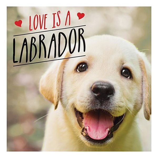 Produktbild: Love Is a Labrador
