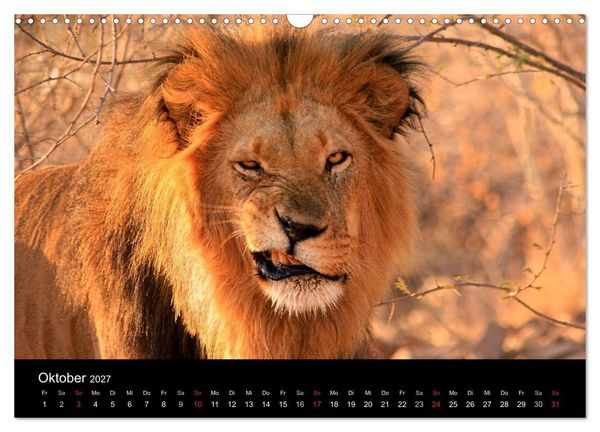 Produktbild: Afrikas Raubkatzen (Wandkalender 2027 DIN A3 quer), CALVENDO Monatskalender