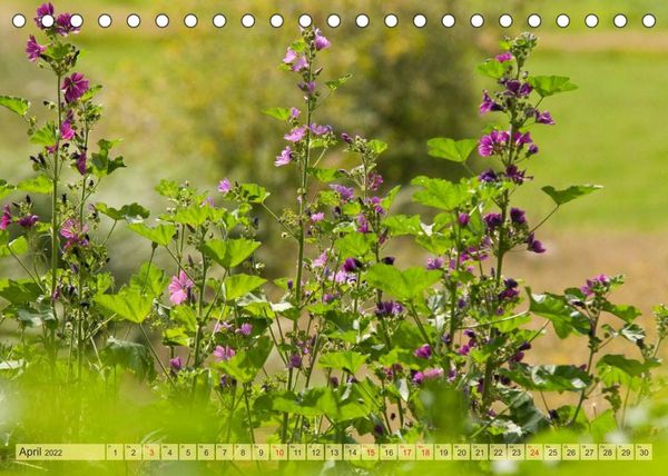 Produktbild: Bauerngarten - bunte Vielfalt (Tischkalender 2022 DIN A5 quer)