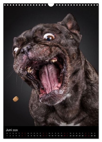Produktbild: Bullyzauber - Franz&ouml;sische Bulldoggen (Wandkalender 2026 DIN A3 hoch), CALVENDO Monatskalender