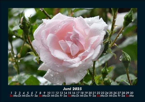 Produktbild: Rosentraum 2025 Fotokalender DIN A5