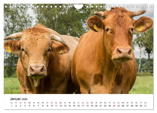 Produktbild: Alte Nutztierrassen 2026 (Wandkalender 2026 DIN A4 quer), CALVENDO Monatskalender