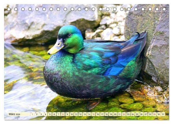 Produktbild: Enten. Beliebt, h&uuml;bsch und imposant (Tischkalender 2026 DIN A5 quer), CALVENDO Monatskalender