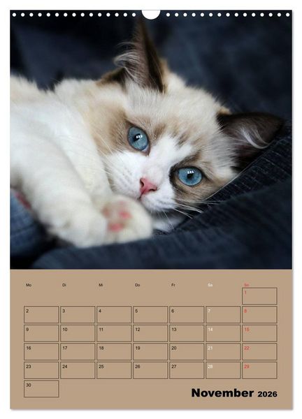 Produktbild: Ragdolls zum Verlieben (Wandkalender 2026 DIN A3 hoch), CALVENDO Monatskalender