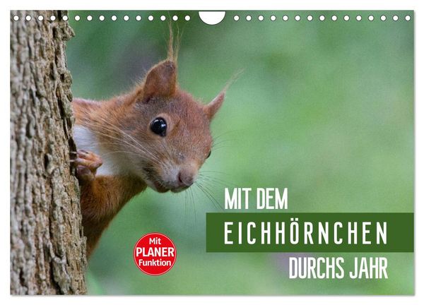 Produktbild: Mit dem Eichh&ouml;rnchen durchs Jahr (Wandkalender 2026 DIN A4 quer), CALVENDO Monatskalender