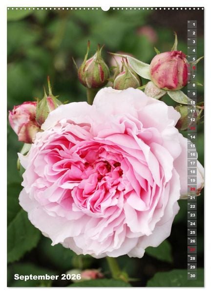 Produktbild: Sch&ouml;nste Rosen (hochwertiger Premium Wandkalender 2026 DIN A2 hoch), Kunstdruck in Hochglanz