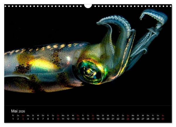 Produktbild: Faszination Makro Unterwasser (Wandkalender 2026 DIN A3 quer), CALVENDO Monatskalender