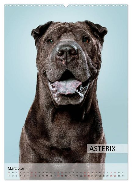 Produktbild: Hundekalender - Hunderassen im Portrait (hochwertiger Premium Wandkalender 2026 DIN A2 hoch), Kunstdruck in Hochglanz