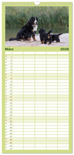 Produktbild: Familienplaner 2026 - Liebling BERNER SENNENHUND mit 5 Spalten (Wandkalender, 21 x 45 cm) CALVENDO