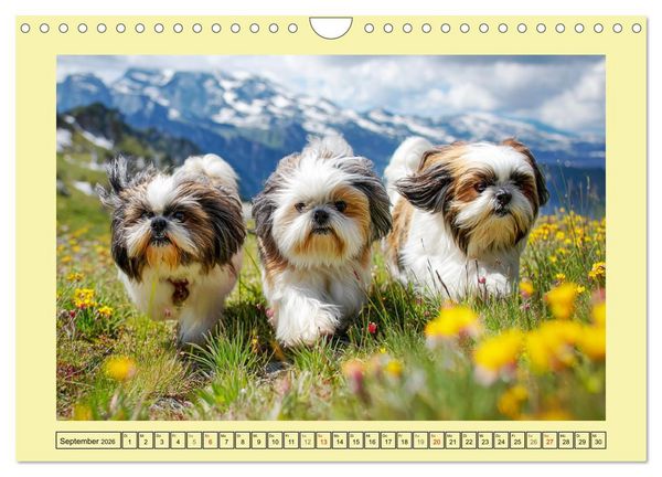 Produktbild: Shih Tzu Gl&uuml;ck. Zauberhafte Hunde im alpinen Wandergl&uuml;ck (Wandkalender 2026 DIN A4 quer), CALVENDO Monatskalender
