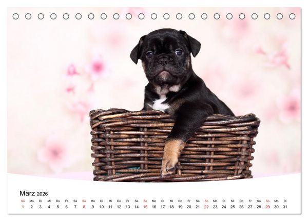 Produktbild: Bullys - Franz&ouml;sische Bulldoggen 2026 (Tischkalender 2026 DIN A5 quer), CALVENDO Monatskalender