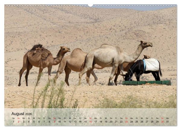 Produktbild: Kamele in der W&uuml;stensonne (Wandkalender 2026 DIN A2 quer), CALVENDO Monatskalender