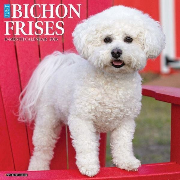 Bichon Frises 2026 Wall Calendar