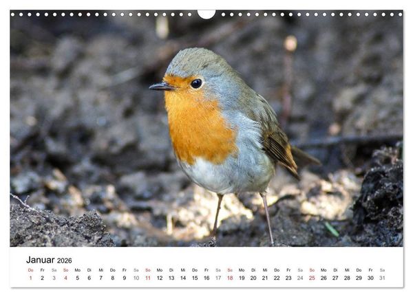 Produktbild: Paradies Naturgarten (Wandkalender 2026 DIN A3 quer), CALVENDO Monatskalender