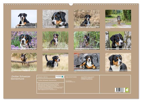Produktbild: Gro&szlig;er Schweizer Sennenhund (Wandkalender 2026 DIN A2 quer), CALVENDO Monatskalender