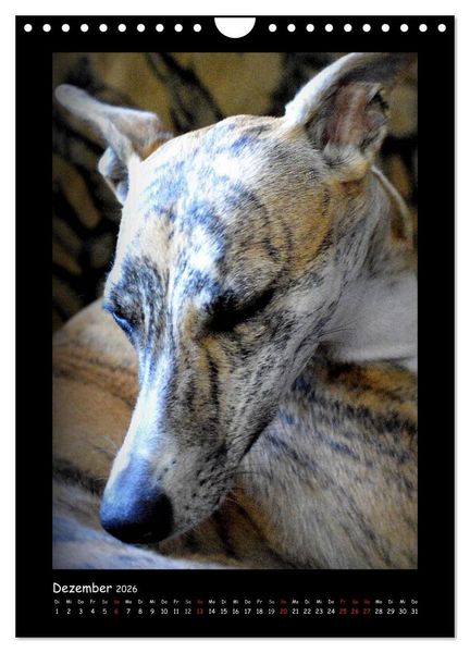 Produktbild: Ein Whippet wird erwachsen (Wandkalender 2026 DIN A4 hoch), CALVENDO Monatskalender
