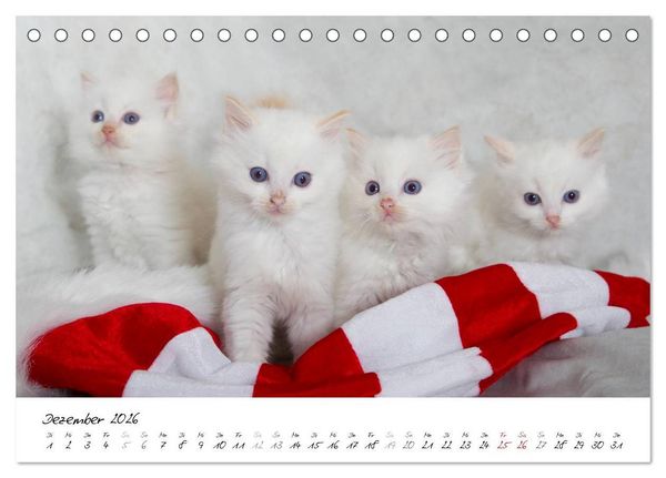 Produktbild: Ragdoll Kitten (Tischkalender 2026 DIN A5 quer), CALVENDO Monatskalender