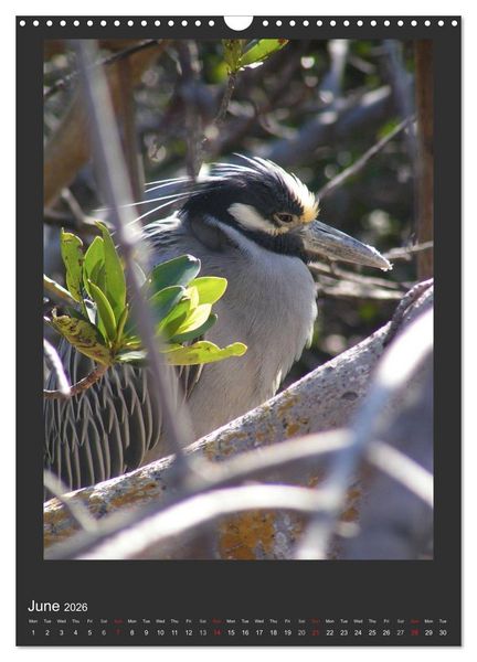 Produktbild: Herons & Egrets (Wall Calendar 2026 DIN A3 portrait), CALVENDO 12 Month Wall Calendar
