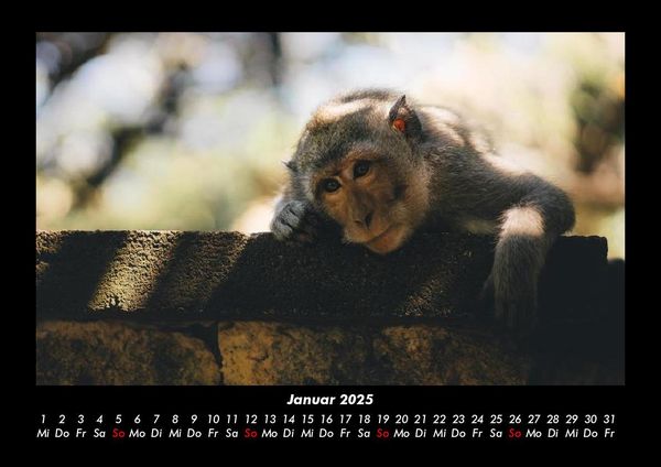 Produktbild: Der Tierkalender 2025 Fotokalender DIN A3