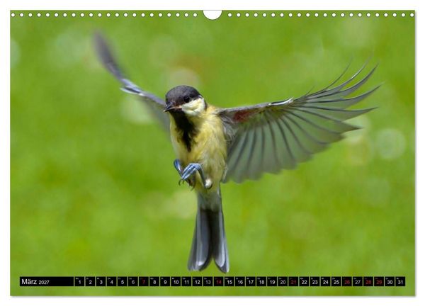 Produktbild: Die Sch&ouml;nheit der Gartenv&ouml;gel im Flug (Wandkalender 2027 DIN A3 quer), CALVENDO Monatskalender