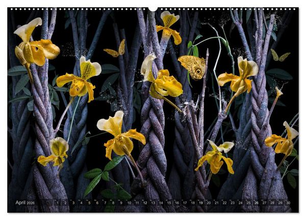 Produktbild: Orchidea (Wandkalender 2026 DIN A2 quer), CALVENDO Monatskalender