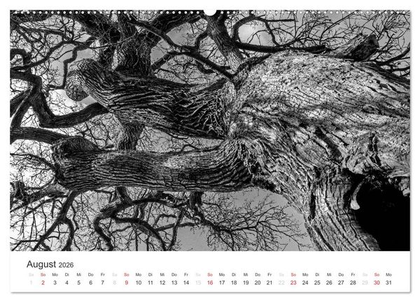 Produktbild: B&auml;ume - Natursch&ouml;nheiten in schwarz-wei&szlig; (Wandkalender 2026 DIN A2 quer), CALVENDO Monatskalender
