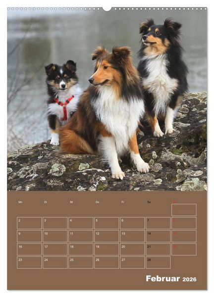Produktbild: SHELTIES Herzensbrecher auf 4 Pfoten (hochwertiger Premium Wandkalender 2026 DIN A2 hoch), Kunstdruck in Hochglanz