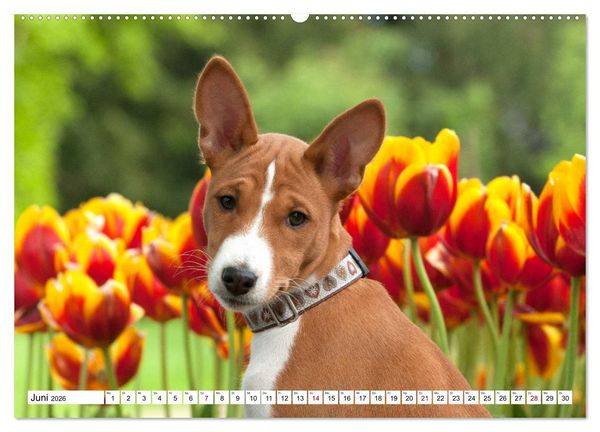 Produktbild: Wunderbare Basenji Welpenzeit (hochwertiger Premium Wandkalender 2026 DIN A2 quer), Kunstdruck in Hochglanz