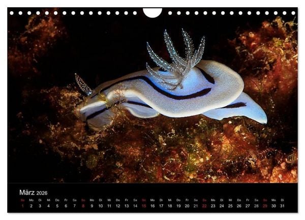 Produktbild: Faszination Makro Unterwasser (Wandkalender 2026 DIN A4 quer), CALVENDO Monatskalender