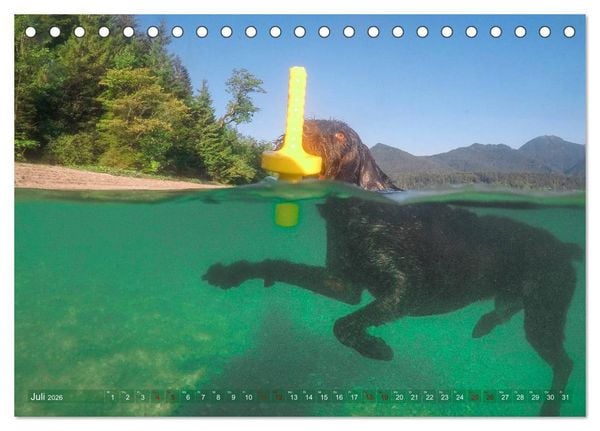 Produktbild: Deutsch Drahthaar - Ein Jahr mit Max (Tischkalender 2026 DIN A5 quer), CALVENDO Monatskalender