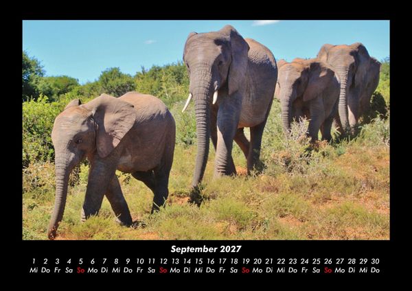Produktbild: Elefanten 2027 Fotokalender DIN A3