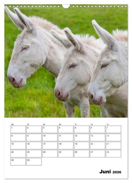 Produktbild: S&uuml;&szlig;e Esel. Langohren zum Verlieben (Wandkalender 2026 DIN A3 hoch), CALVENDO Monatskalender