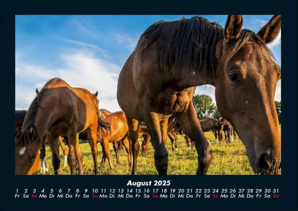 Produktbild: Die Welt der Pferde 2025 Fotokalender DIN A4