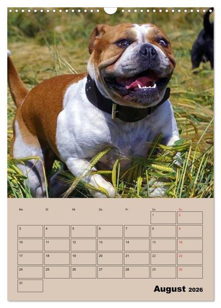 Produktbild: Bulldoggen-Gesichter (Wandkalender 2026 DIN A3 hoch), CALVENDO Monatskalender