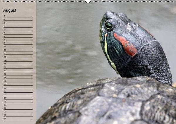 Produktbild: Schildkr&ouml;ten Geburtstagskalender (Wandkalender immerw&auml;hrend DIN A2 quer)