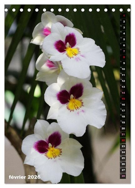 Produktbild: Miracle floral l'orchid&eacute;e (Calendrier de bureau 2026 DIN A5 horizontal), CALVENDO calendrier mensuel